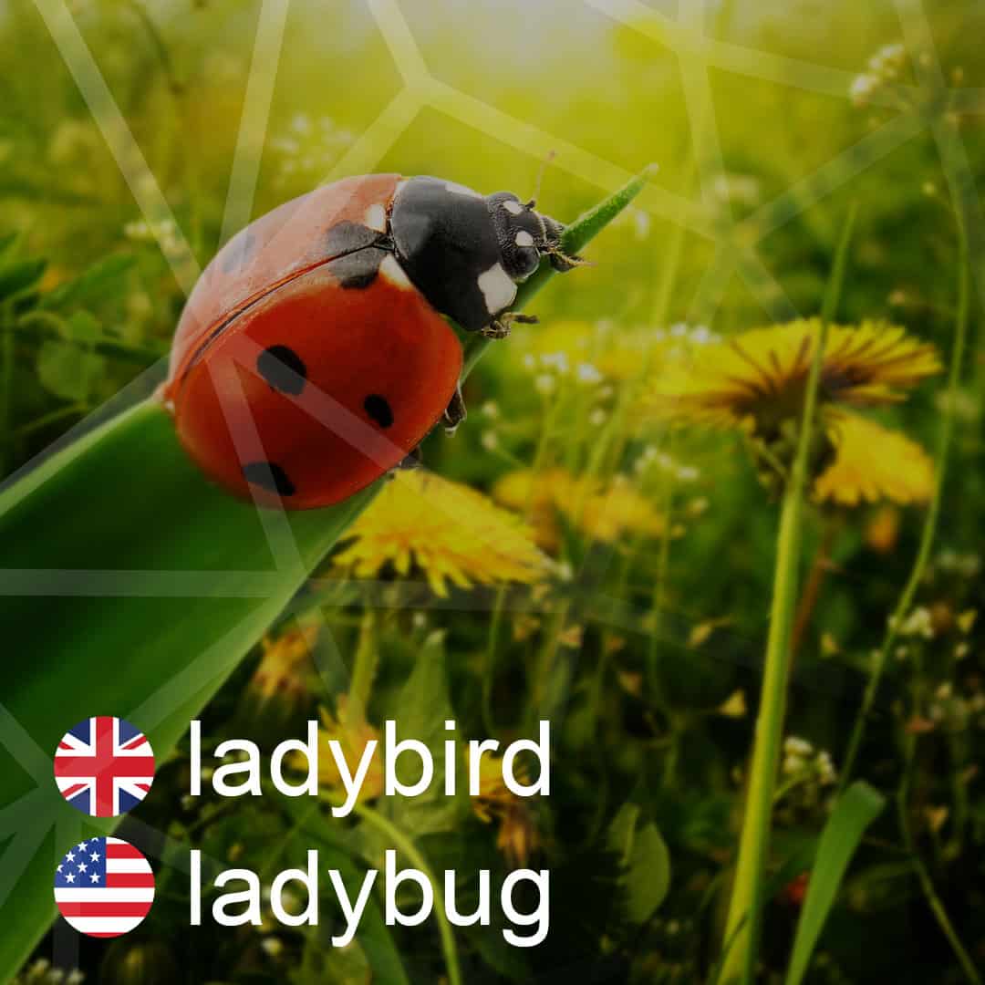 ladybird - ladybug - lienka