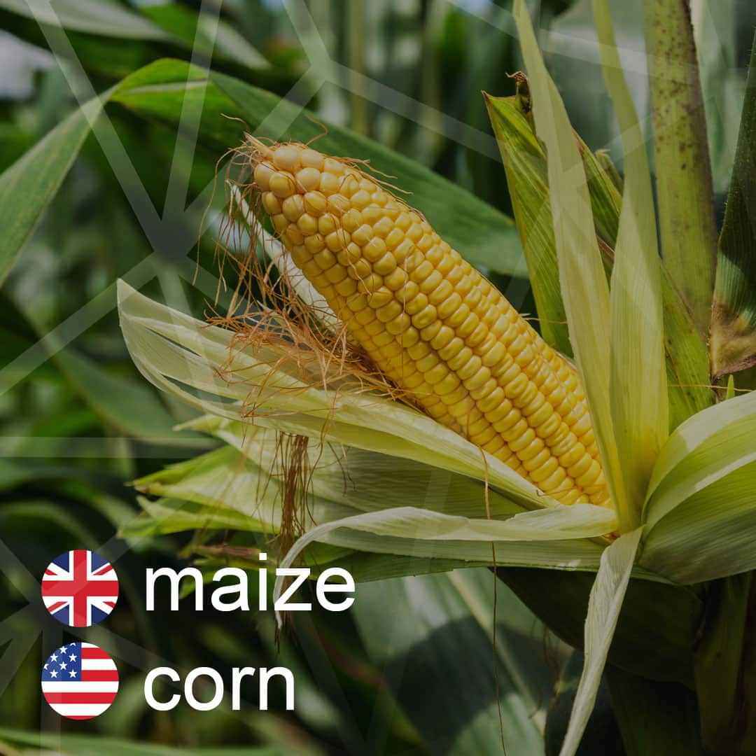 maize - corn - kukurica