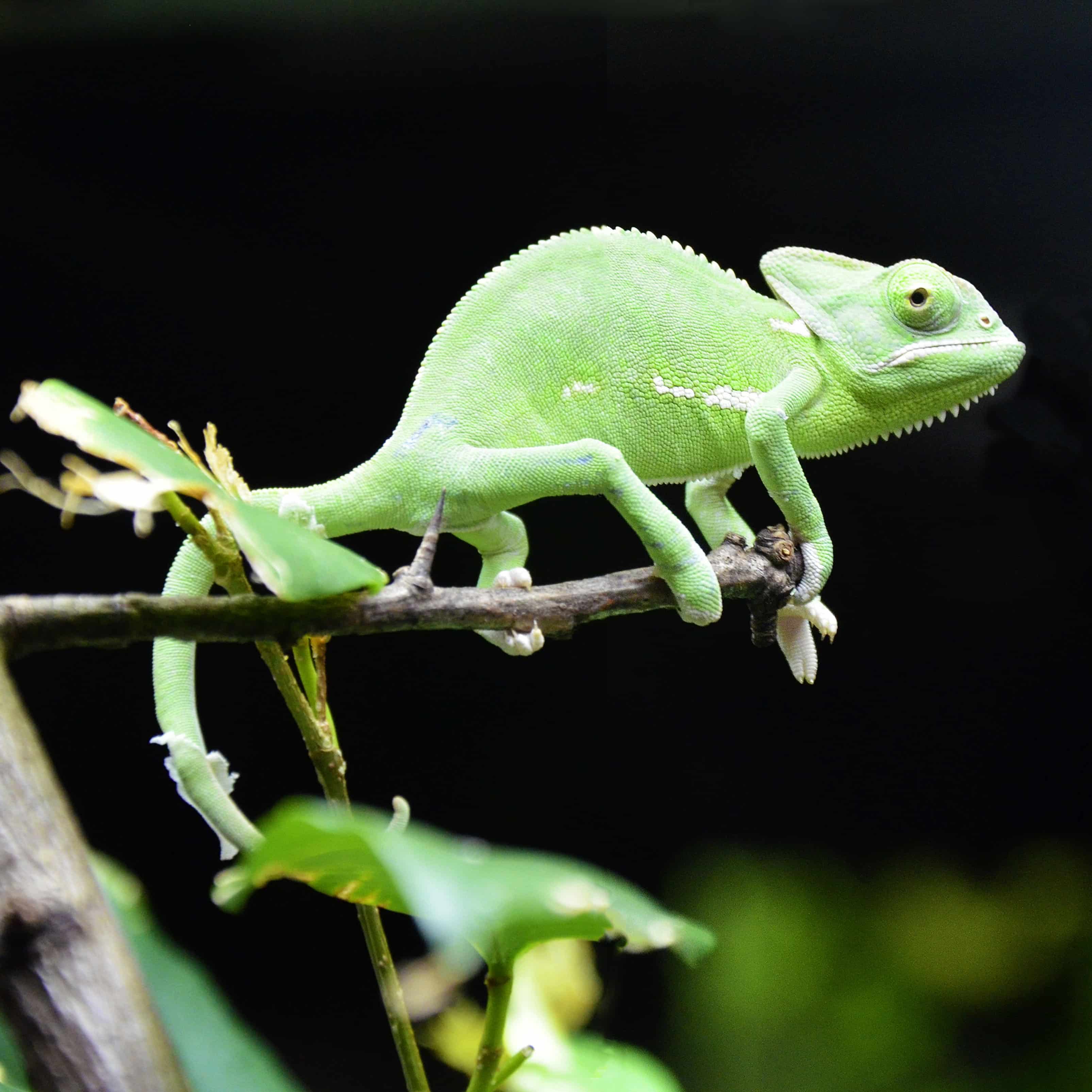 Chameleón po anglicky