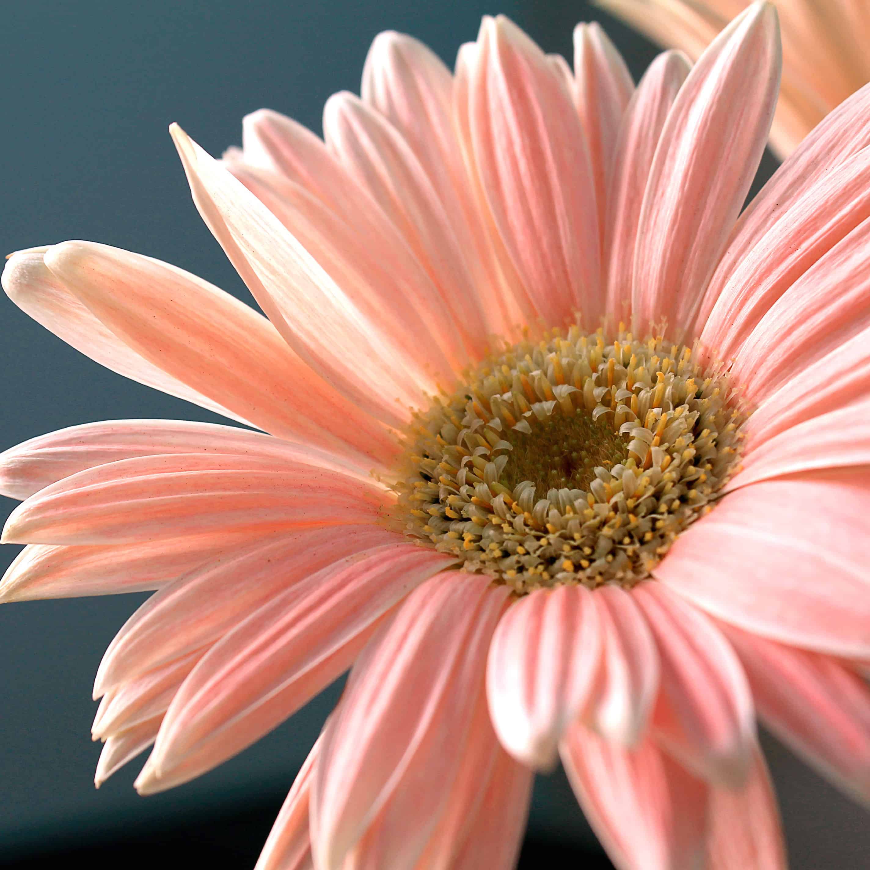 Gerbera po anglicky