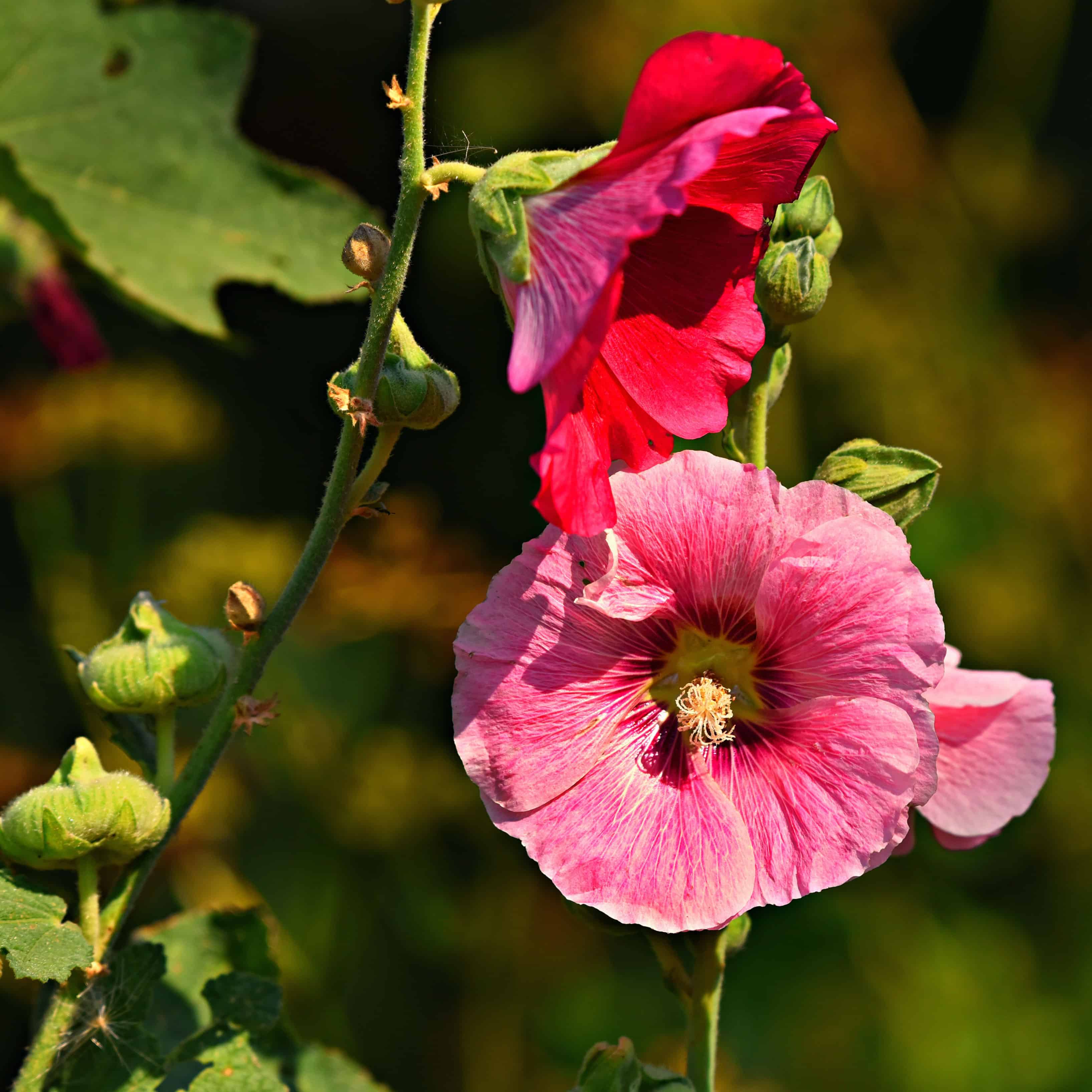 Alcea po anglicky