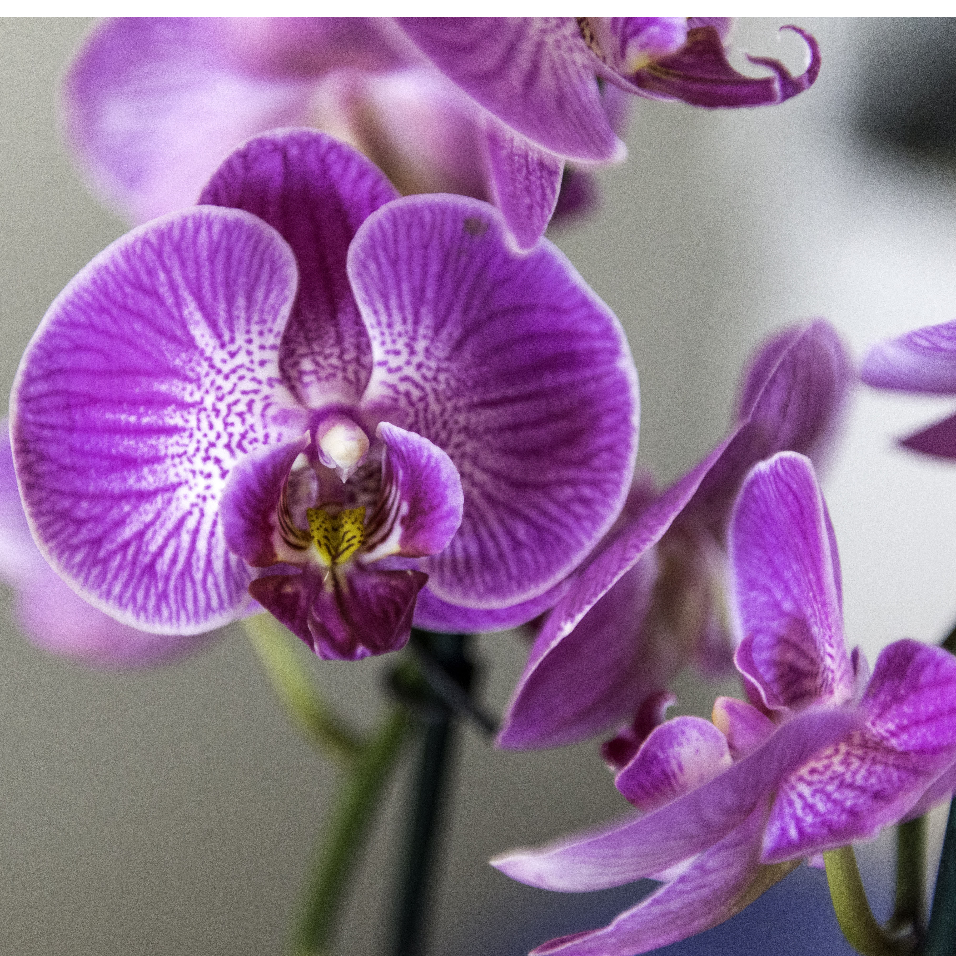 Orchidea po anglicky