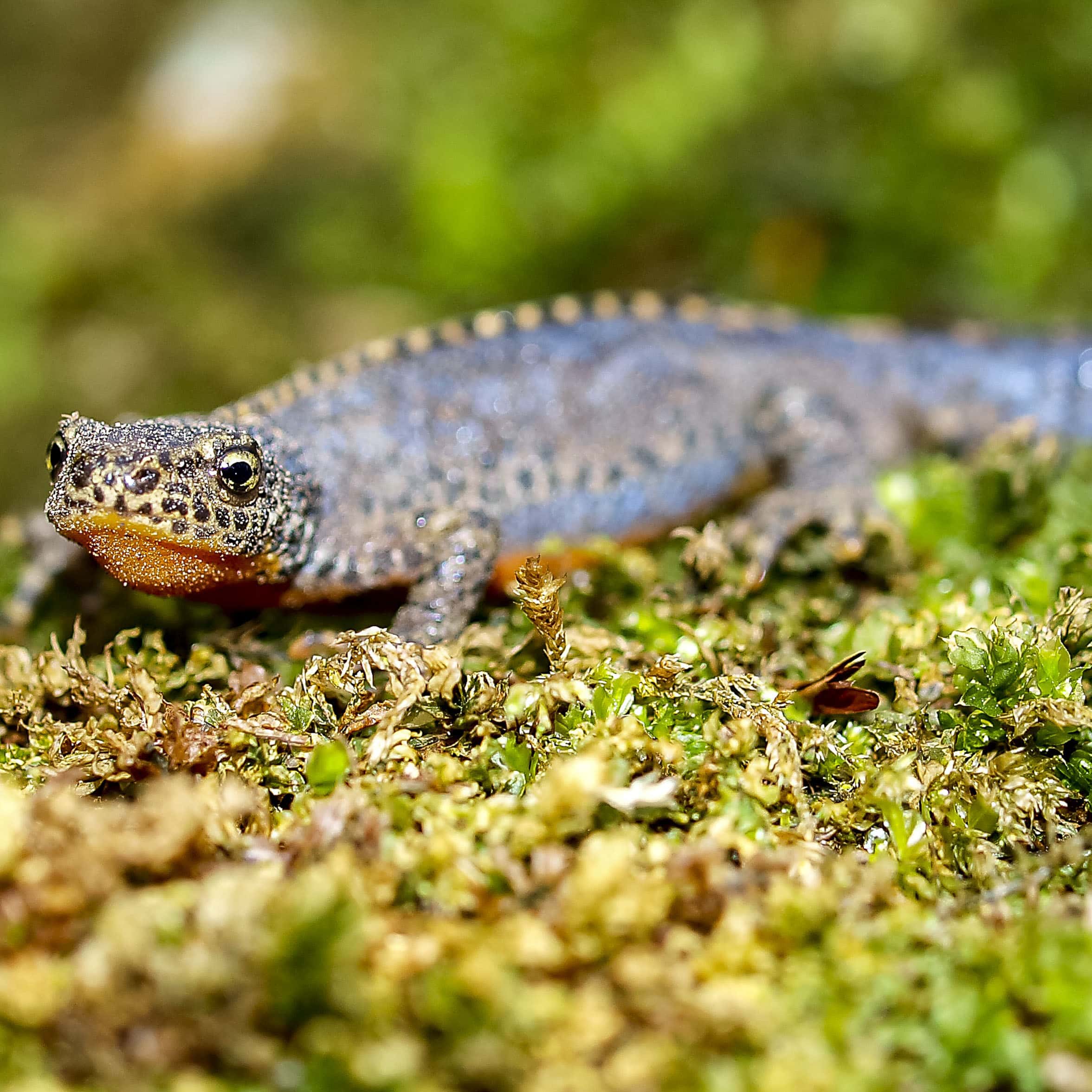Salamander po anglicky