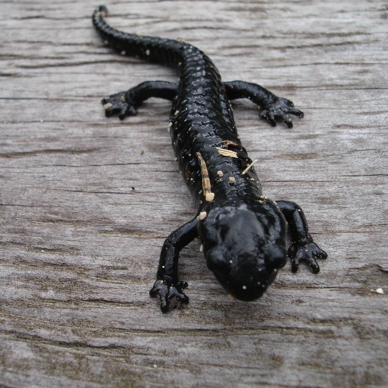 Salamander škvrnitý po anglicky