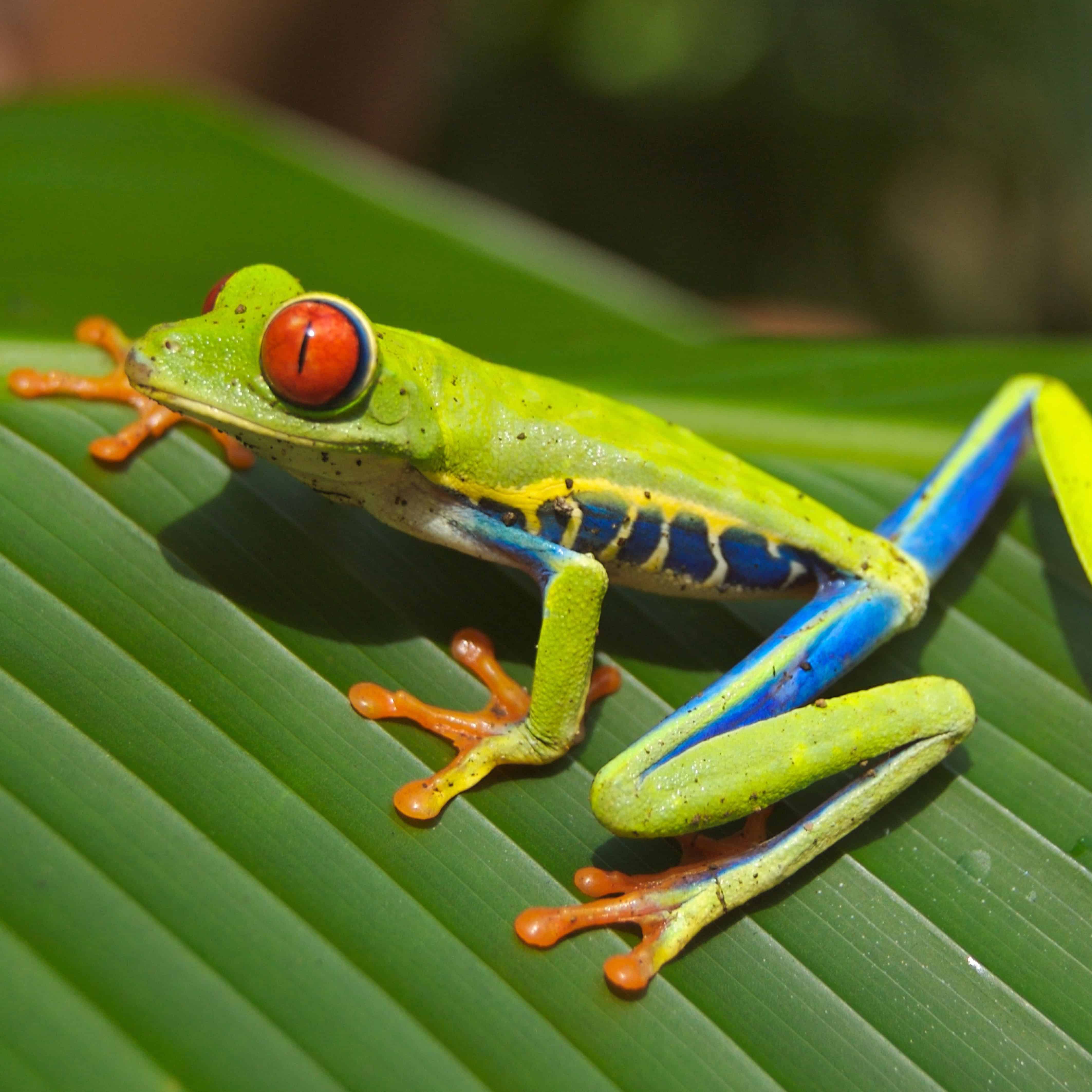 Tree frog po anglicky