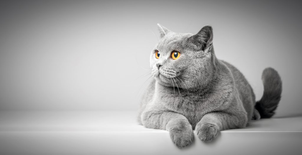 anglické mená pre mačky sivá mačka